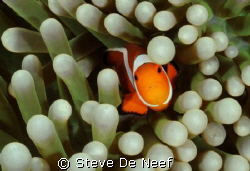 I'm new to tropical waters so I was very excited to shoot... by Steve De Neef 